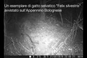 Il magnifico esemplare di gatto selvatico avvistato sull'Appennino bolognese