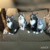 Un gruppo di gattini guarda una partita di ping pong