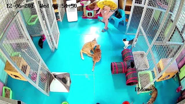 Quella sedia è mia: il gattino si lancia a occupare il posto