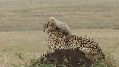 Il cucciolo di ghepardo sale sulla testa di mamma per ammirare la savana