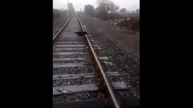 Cane incatenato sui binari. Macchinista ferma il treno e lo salva