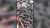 Il più grande nido di serpenti al mondo