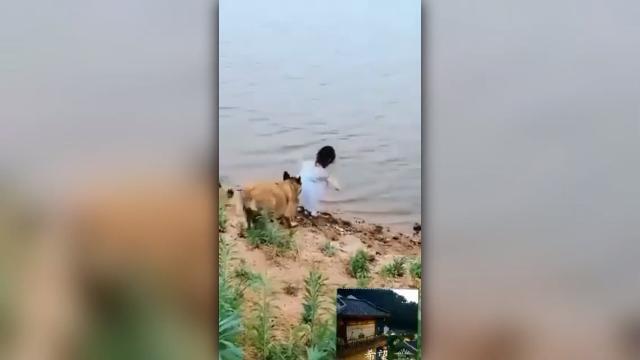 Bambina in pericolo, il cane la salva (e recupera la palla)