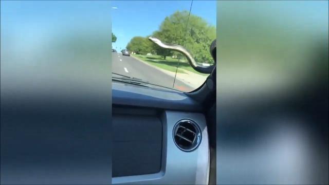 Aiuto: un serpente sul parabrezza! Ecco come liberarsene