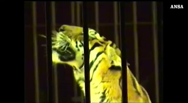 Il domatore di circo Ektor Weber ucciso da una tigre