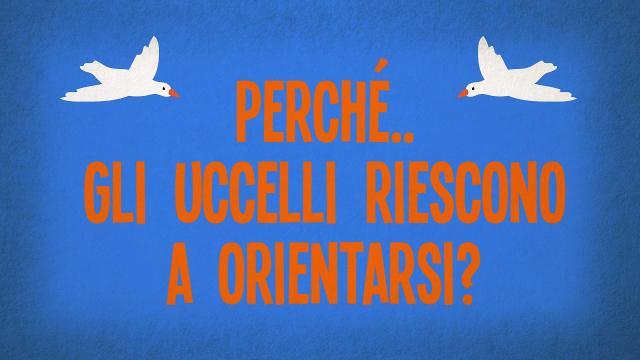 Perché gli uccelli riescono a orientarsi?