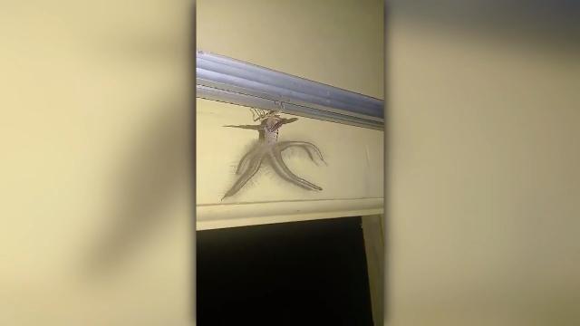 Aiuto: in stanza spunta l''alieno'