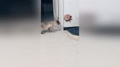 Il gattino sfida il rivale...ma è in 3d