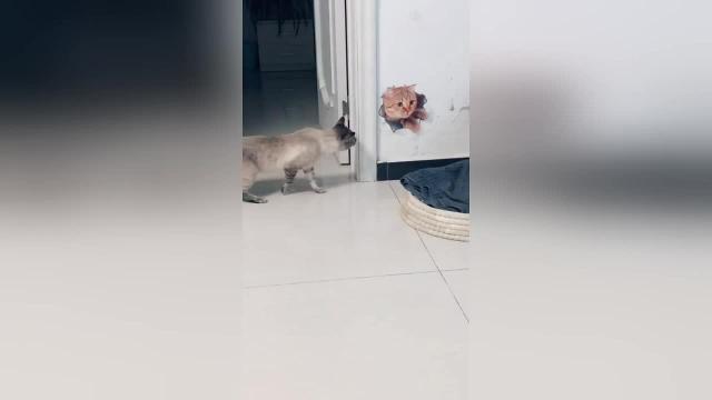 Il gattino sfida il rivale...ma è in 3d