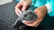 Milano, Polizia Locale e veterinari salvano un cane corso e i suoi cuccioli dai maltrattamenti