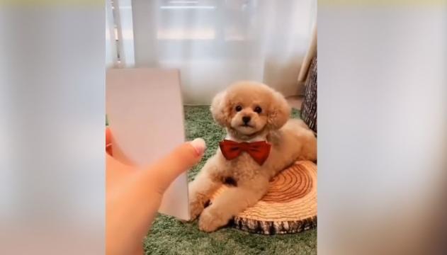 Il cagnolino guarda le foto, la sua reazione è sorprendente