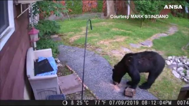 C'è un orso in giardino... ci pensa il cane