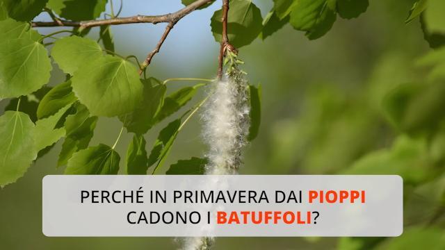 Perché in primavera dai pioppi cadono i batuffoli?