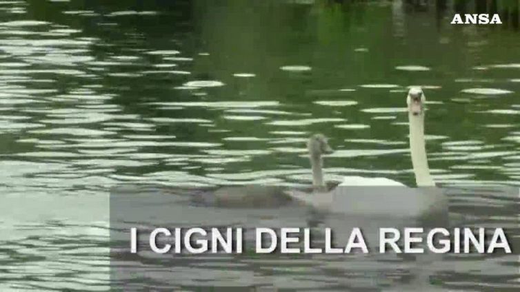 I cigni della regina
