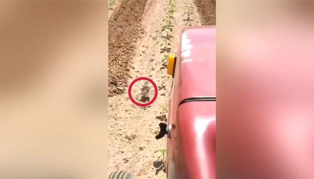 La mamma coraggiosa difende la prole dal trattore