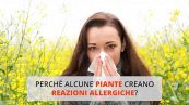 Perché alcune piante creano reazioni allergiche?