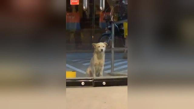 Lo sguardo del randagio fa sciogliere il commesso del fast food