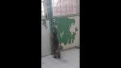 Il gatto intraprendente non si fa fermare da una stupida porta