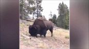 Paura a Yellowstone: bisonte carica e scaglia in aria una bambina