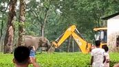 L'elefantessa sfida la ruspa per difendere il suo cucciolo