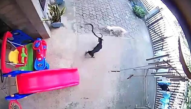 L'eroica difesa dei cani: aggrediscono un cobra per salvare una bambina