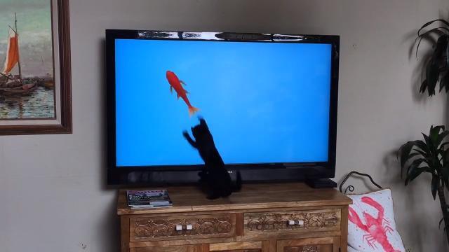 Il povero gattino non riesce a prendere il pesce virtuale