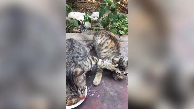 Il gattino ingordo non vuole dividere la pappa con i suoi fratellini