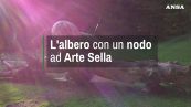 L'albero con un nodo ad Arte Sella, museo a cielo aperto