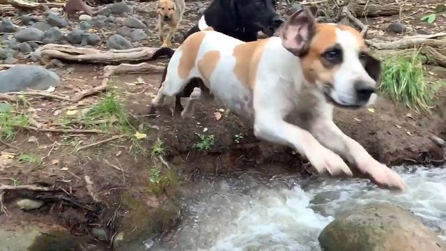 La carica dei saltafossi. Impossibile resistere a questi cuccioli