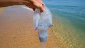 Uccidere le meduse è reato: ecco cosa si rischia