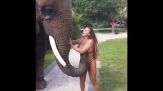 L'elefante va matto per il bikini della playmate