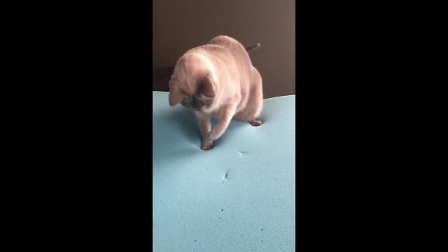 Il gattino e il mistero delle orme scomparse