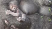 Un gorilla di 5 giorni dorme fra le braccia dalla madre. Che tenero!