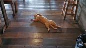 Il gatto più pigro al mondo: si finge morto pur di non spostarsi