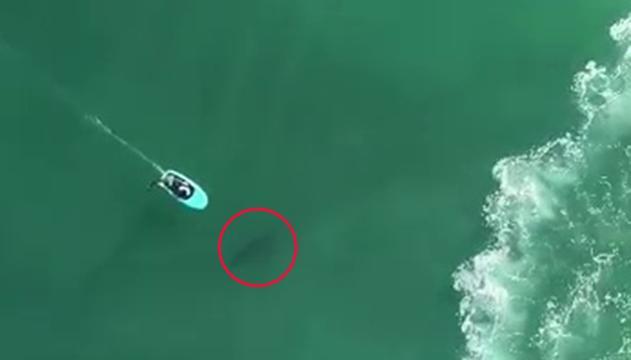 Surfisti e squali: l'incontro ravvicinato è da brividi