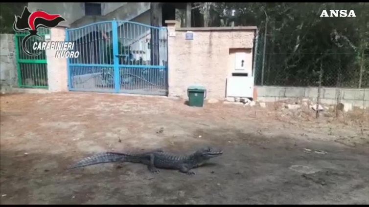Ritrovato il coccodrillo Jack a Orosei