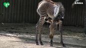 Al Bioparco di Roma e' nata una zebra reale