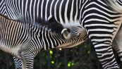 Al Bioparco di Roma è nata Fiamma, una rara zebra reale: ecco le immagini