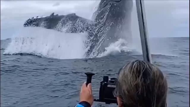 Il tuffo della balena è spettacolare