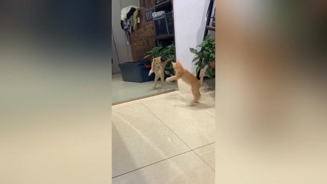 Il tenero gattino spaventato dal suo stesso riflesso
