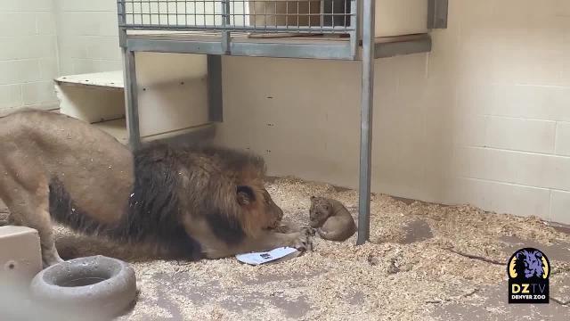 Il leoncino vede per la prima volta il papà: l'incontro è tenerissimo
