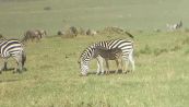 La zebra a pois esiste davvero!