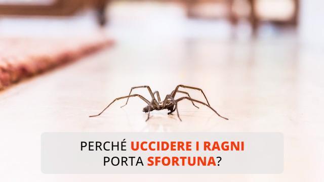 Perché uccidere i ragni porta sfortuna?
