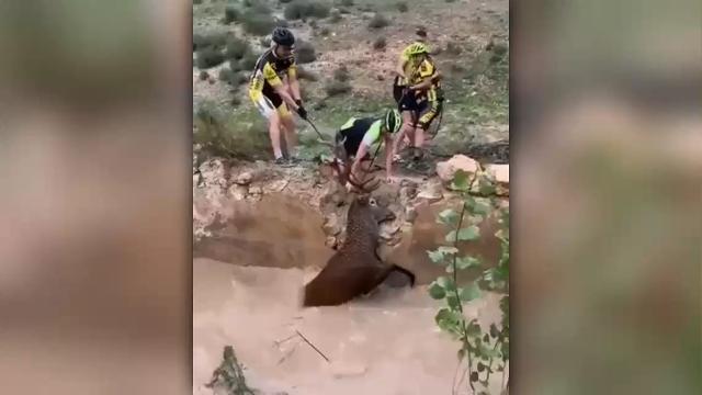 Il cervo sta per annegare: salvato dai ciclisti