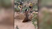 Il cervo sta per annegare: salvato dai ciclisti