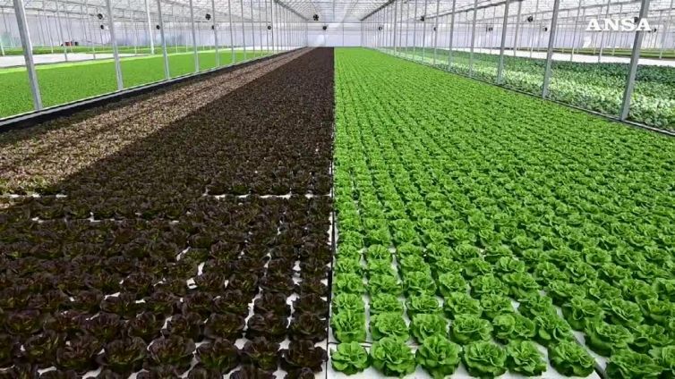 Sfera Agricola, pomodori e insalate 'nichel free'