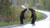 La sfida da paura tra due orsi grizzly sulla strada