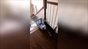Il gatto giocherellone scivola dalle scale