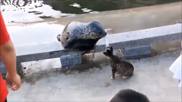 Gattino vs foca: sfida da ridere