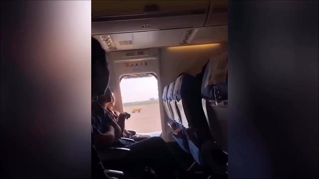 Panico in aereo, donna apre il portellone: "Volevo un po' d'aria fresca"